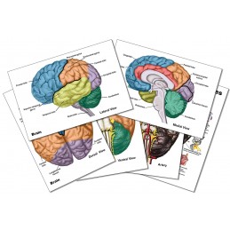 Brain Mini Card Set