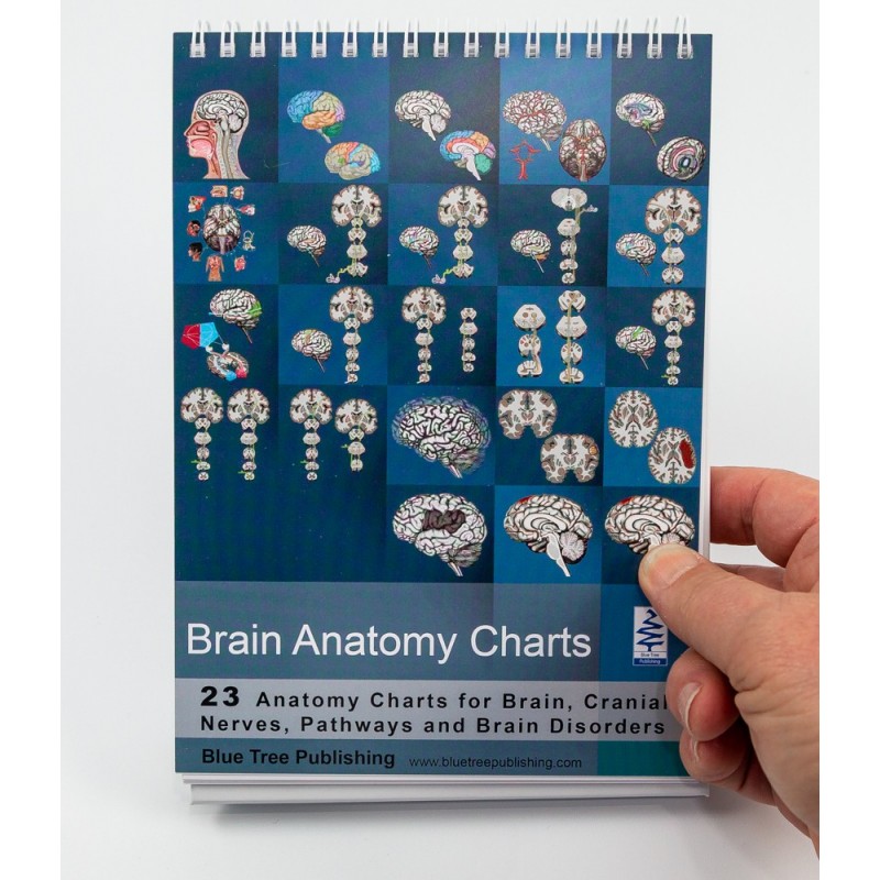 Brain Anatomy Flip Charts