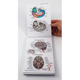 Brain Anatomy Flip Charts example content