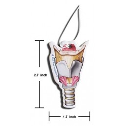 Larynx size