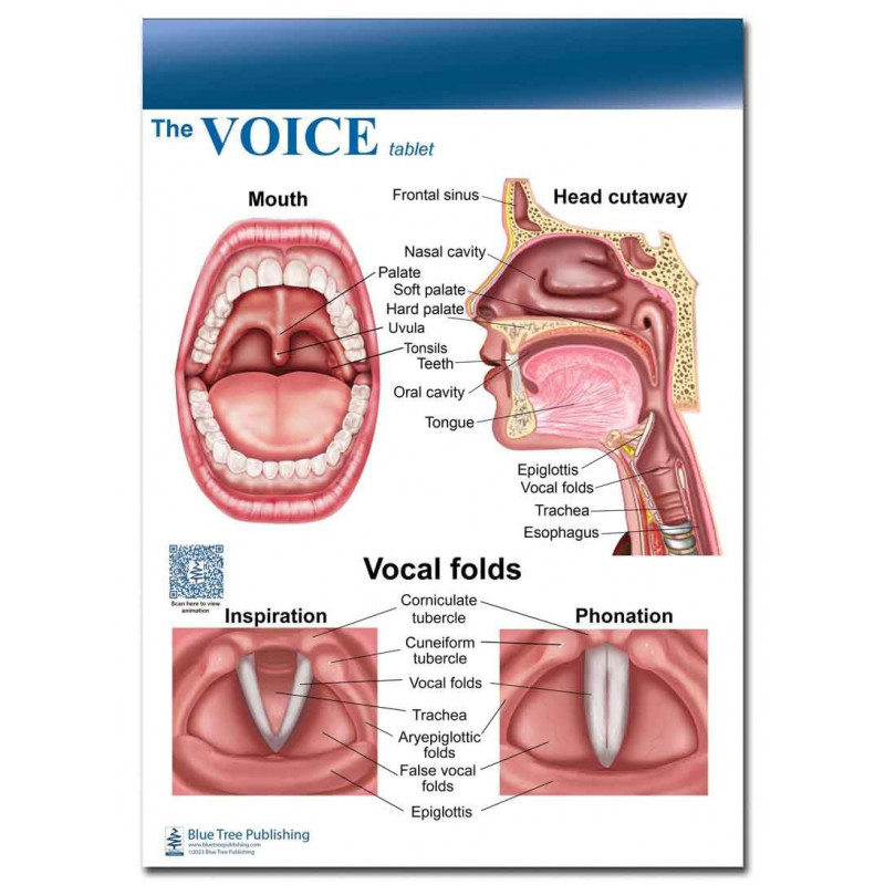 Ear Dry Erase Clipboard