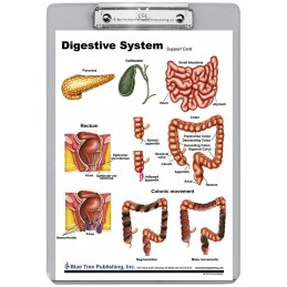 Digestive System Dry Erase Clipboard back