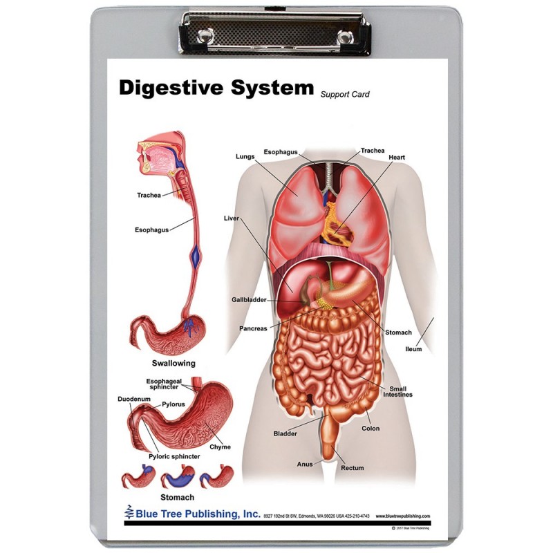 Digestive System Dry Erase Clipboard front