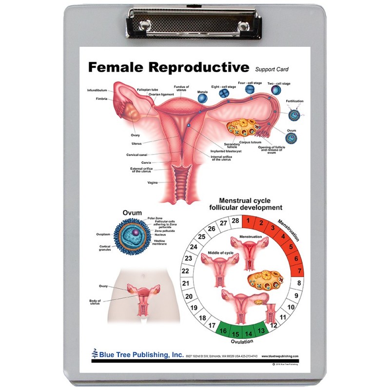 Female Reproduction Dry Erase Clipboard front