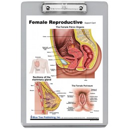 Female Reproduction Dry Erase Clipboard back
