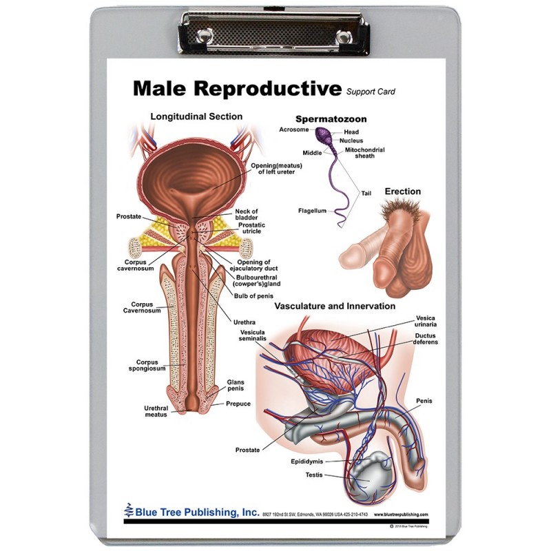 Male Reproduction Dry Erase Clipboard front