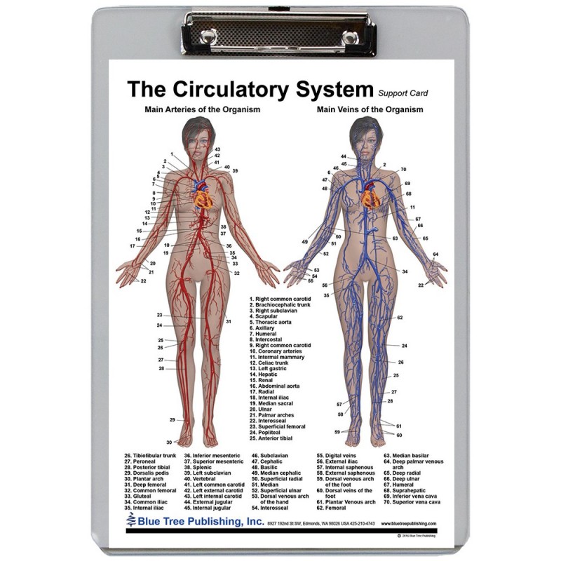 Circulatory System Dry Erase Clipboard front