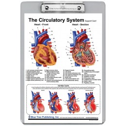 Circulatory System Dry Erase Clipboard back