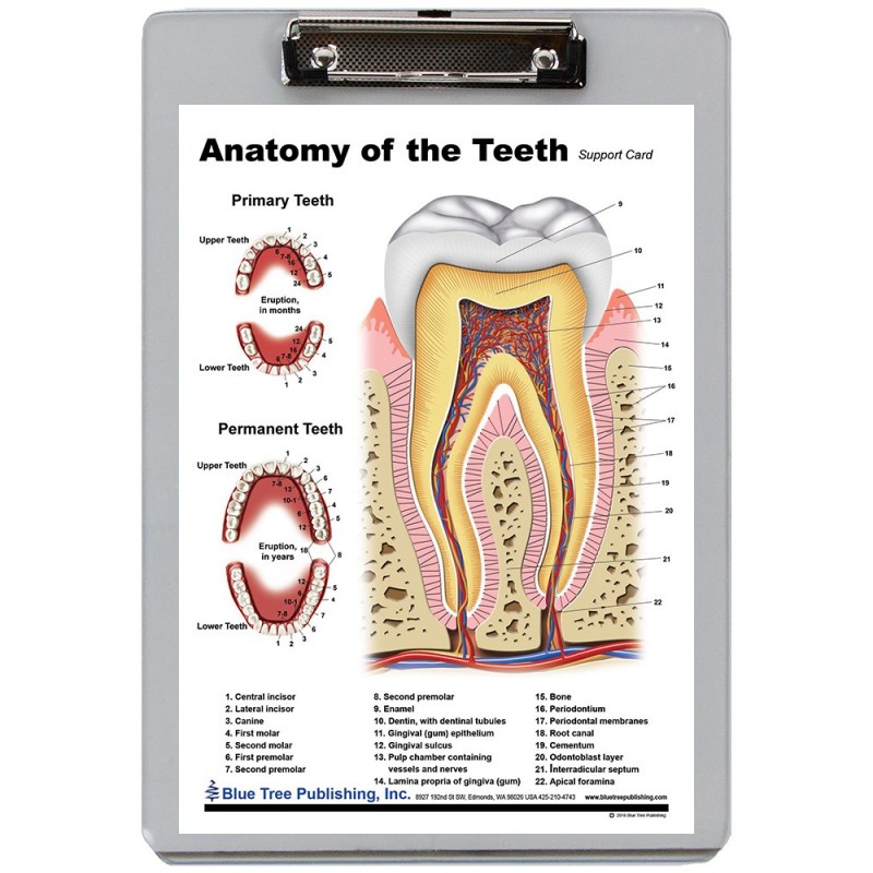 Teeth Anatomy Dry Erase Clipboard front