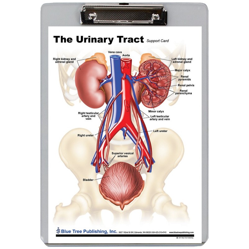 Urinary Tract Dry Erase Clipboard front