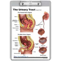 Urinary Tract Dry Erase Clipboard back