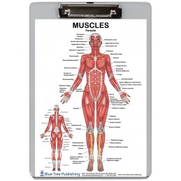 Muscle Anatomy for Female and Male 2 Dry Erase Clipboard front