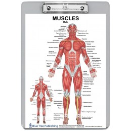 Muscle Anatomy for Female and Male 2 Dry Erase Clipboard back