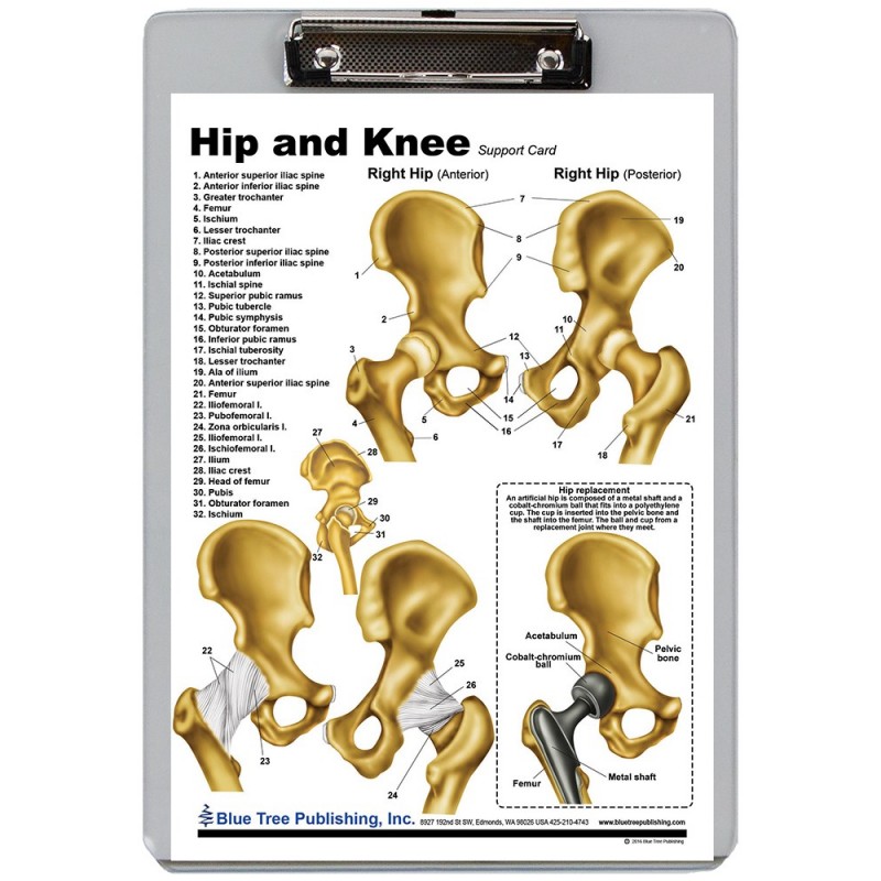 Hip and Knee Dry Erase Clipboard front