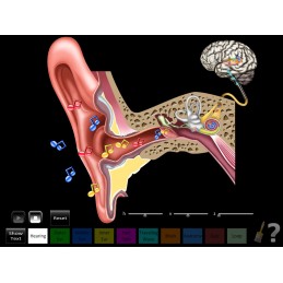 Hearing 6 App Computer Software Set - Hearing Anatomy