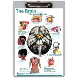 Brain Cranial Nerves Pathways Dry Erase Clipboard front