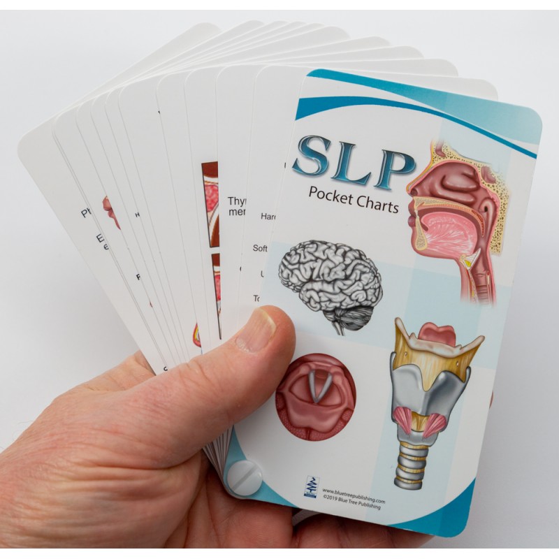 SLP Anatomy Pocket Charts