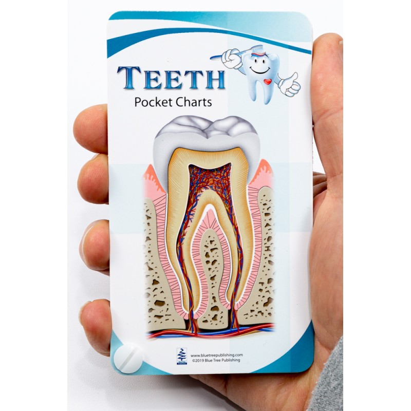Teeth Anatomy Pocket Charts