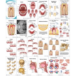 Teeth Anatomy Pocket Charts contents