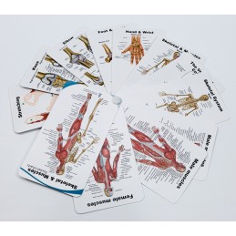 Skeletal & Muscles Anatomy Pocket Charts front