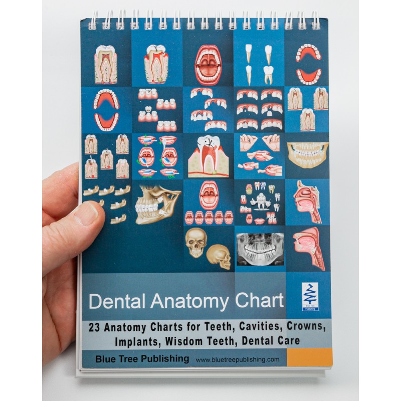 Dental Anatomy Flip Charts