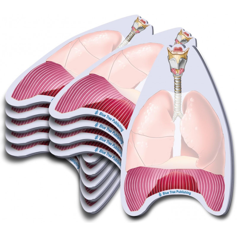 Dental Anatomy Flip Charts