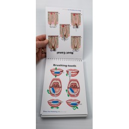 Dental Anatomy Flip Charts example