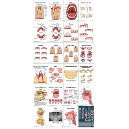 Dental Anatomy Flip Charts example contents