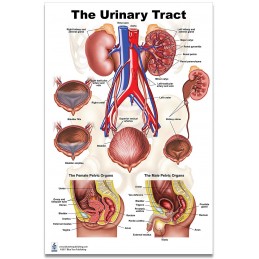 Urinary Tract Large Poster