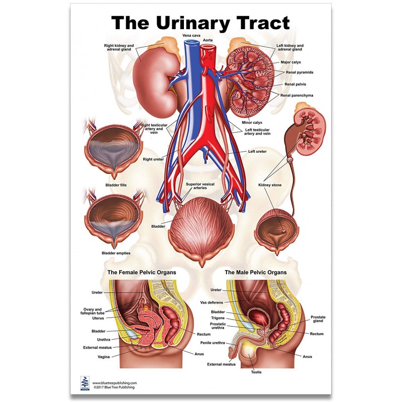 Urinary Tract Large Poster