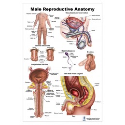Male Reproductive Large Poster