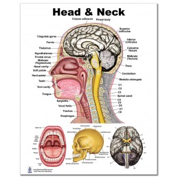 Head and Neck Large Poster
