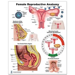 Female Anatomy Regular Poster
