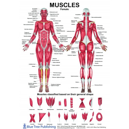 Female Male Muscle Anatomical Chart