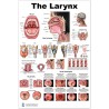 Larynx Large Poster