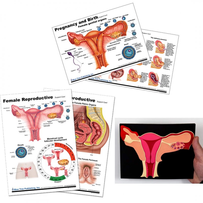 Uterus and Female Anatomical Charts and Uterus Model