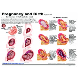 Pregnancy and Birth Card back