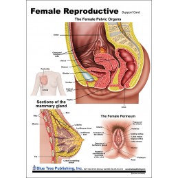 Female Reproductive Card Back