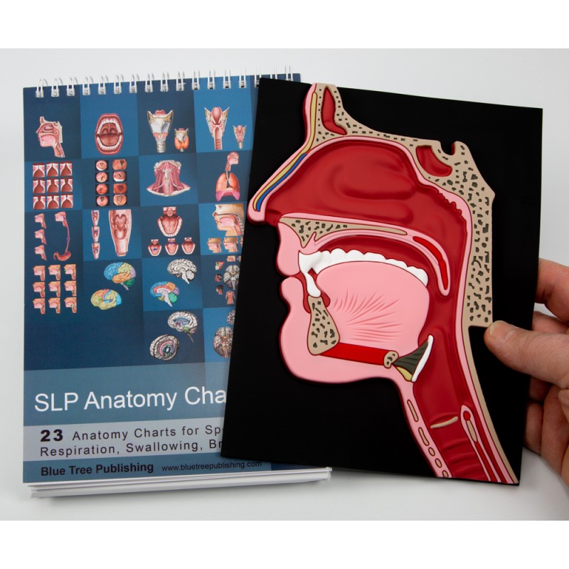 SLP Anatomy Flip Charts with Head Mat Model