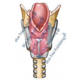 Larynx Back View - Download Image