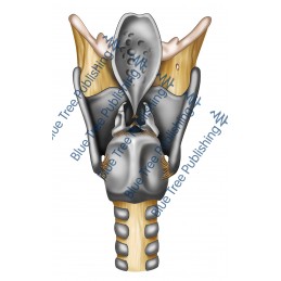 Larynx Cartilage Back View - Download Image