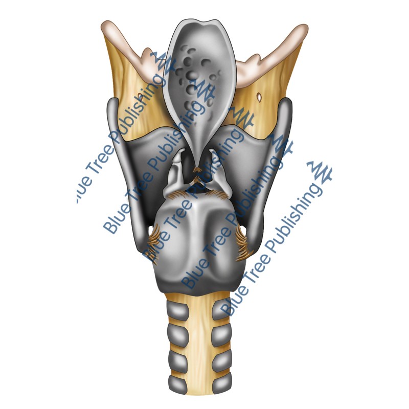 Larynx Cartilage Back View - Download Image