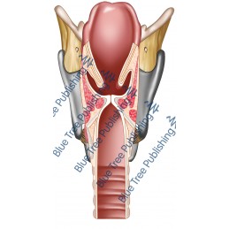 Larynx Back Cut View - Download Image