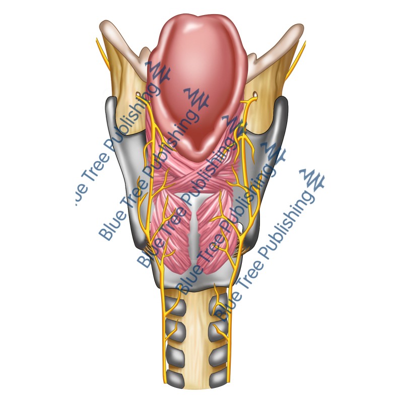 Larynx Back Nerves View - Download Image