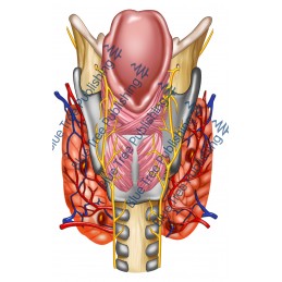 Larynx Back Nerves Thyroid Blood View - Download Image