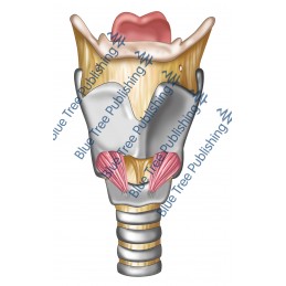 Larynx Front View - Download Image