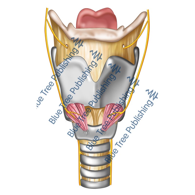 Larynx Front Nerves View - Download Image