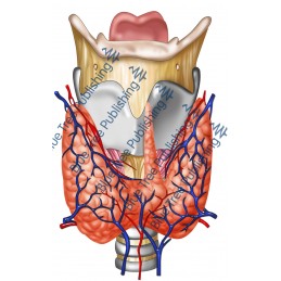 Larynx Front Nerve Thyroid Blood View - Download Image