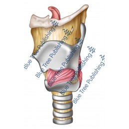 Larynx Side View - Download Image