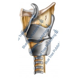 Larynx Cartilage Side Cut View - Download Image
